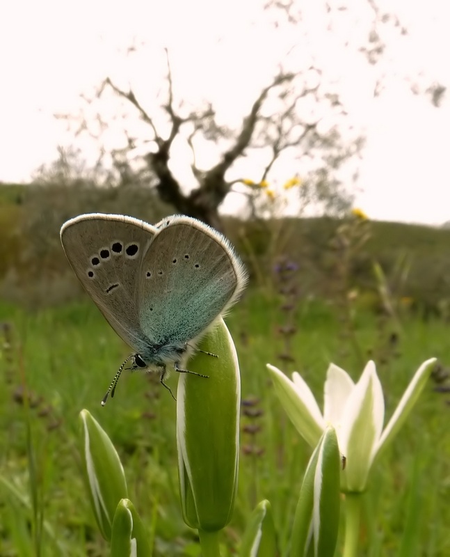 farfalle e uliveti
